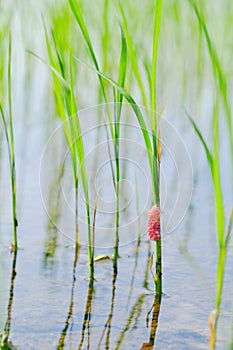 Golden apple snail eggs on rice tree