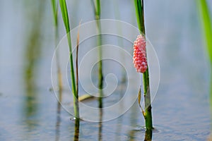 Golden apple snail eggs on rice tree