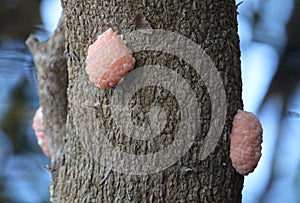 Golden apple snail eggs on a tree trunk