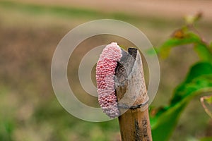 Golden apple snail lay eggs.