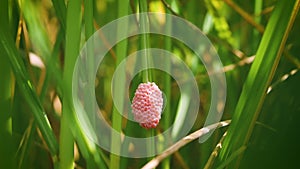 Golden apple snail (Pomacea canaliculata) egg masses laid on emergent rice plant over freshwater in rice paddy field.