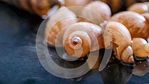 Close-up of Freshwater Snails