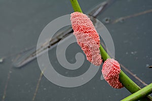 Golden Apple Snail in water.