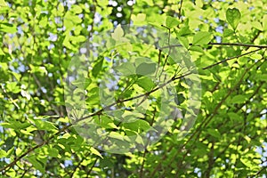 A golden apple tree twig with bright green leaves