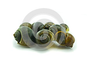 Golden Applesnail On