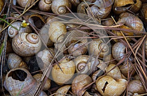 Golden applesnail.