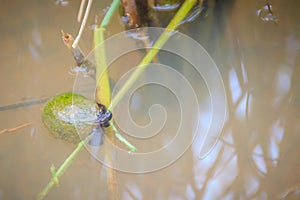 Golden applesnail or Channeled applesnail (Pomacea canaliculata) is eating rice trees. It is alien freshwater mollusk that is a m