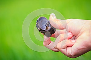 Golden applesnail or Channeled applesnail (Pomacea canaliculata) is picked by hand with the green rice field background. It is al