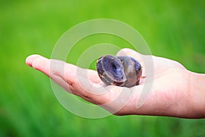 Golden applesnail or Channeled applesnail (Pomacea canaliculata) is picked by hand with the green rice field background. It is al