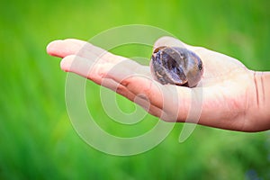 Golden applesnail or Channeled applesnail (Pomacea canaliculata) is picked by hand with the green rice field background. It is al