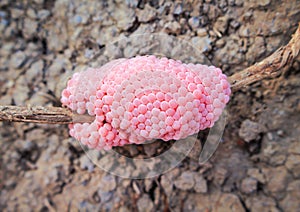 Golden applesnail in dried branches on the ground ,  laying eggs of pink channeled cherry shell freshwater nature background