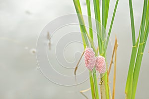 Golden applesnail eggs.