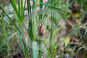 Golden applesnail eggs in nature.