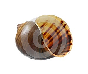 Golden applesnail shell