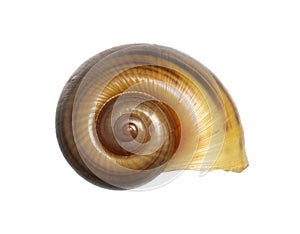 Golden applesnail shell