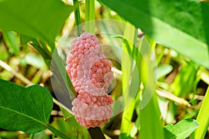 Golden applesnail spawn on the leaves on the edge of the swamp