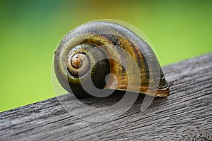 Golden applesnail