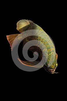 Golden Arowana Fish