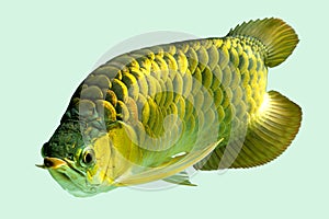 Golden Arowana Fish Cross Back, Cross Back Golden, CBG