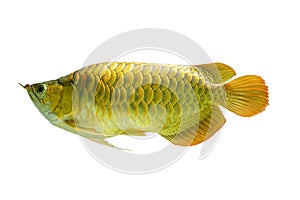 Golden Arowana Fish Cross Back, Cross Back Golden, CBG