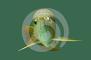 Golden Arowana Fish Cross Back, Cross Back Golden, CBG