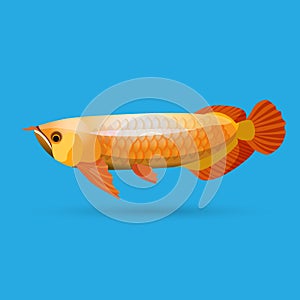 golden arowana. Freshwater bony fish bonytongues.