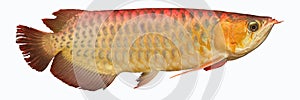 Golden Arowana