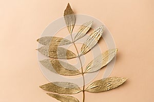 Golden ash tree leaf on beige background