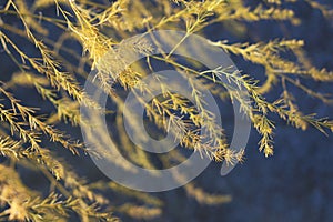 Golden asparagus fern foliage in autumn