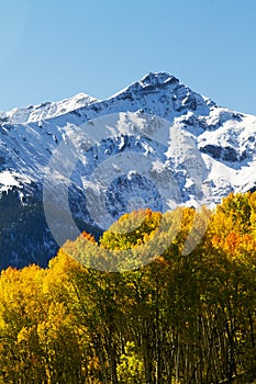 Golden Aspen Below Snow Covered Peaks in the Rocky Mountains of