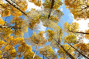 Golden Aspen Canopy