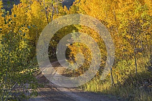 Golden aspen and country dirt road