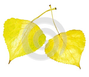 Golden aspen leaf