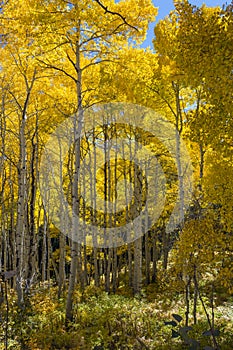 Golden Aspen in the Rocky Mountains of Colorado