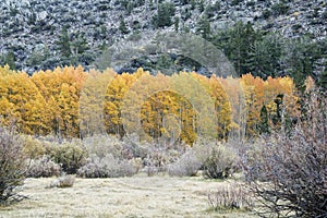 Golden Aspen Trees