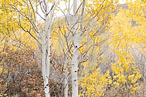 Golden aspen trees in the forest during Autumn