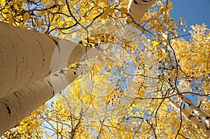 Golden Aspen Trees