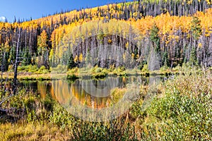 Aspens Along the Bachelor Loop, Creede Colorado photo