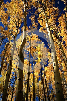 Golden Aspens near Santa Fe photo