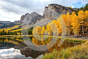 Golden Aspens and reflections in pond photo