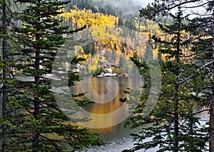 Golden aspens in Rocky Mountain National Park