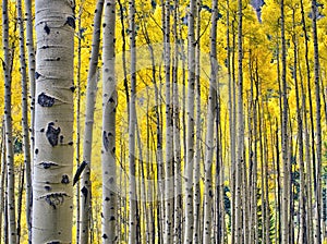 Golden aspens in Rocky Mountain National Park