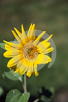 Golden Aster Daisy Like Yellow Wildflower