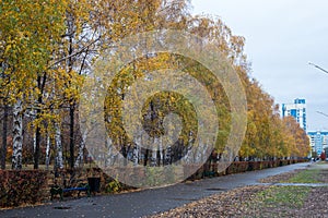 Golden autumn, an alley in the Park and already yellowed beautiful birches