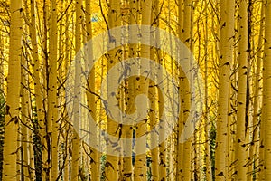 Golden Autumn Aspen Grove