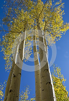 Golden autumn aspens, Rocky Mountains in Colorado