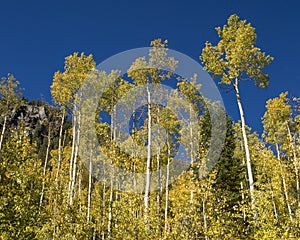 Golden autumn aspens, Rocky Mountains in Colorado