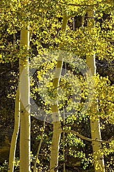 Golden autumn aspens, Rocky Mountains in Colorado