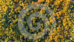 Golden autumn background, aerial drone view of beautiful forest landscape with yellow trees from above