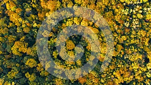 Golden autumn background, aerial top view of forest landscape with yellow trees